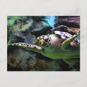 Zee Turtle Briefkaart