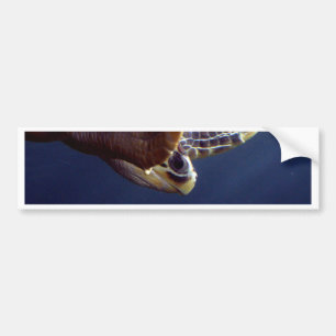 Zee Turtle Diving Bumpersticker