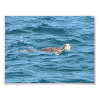 Zee Turtle Foto Afdruk