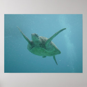 Zee Turtle in Natural Habitat Poster