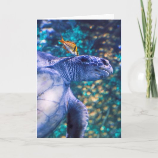 ZEE TURTLE MANICTION KAART (Voorkant)