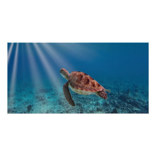 Zee Turtle Perfect Poster