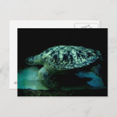 Zee Turtle Post Card Briefkaart (Voorkant / Achterkant)