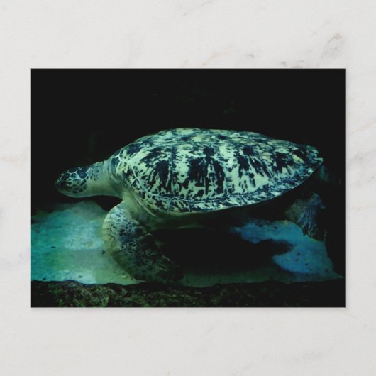 Zee Turtle Post Card Briefkaart (Voorkant)