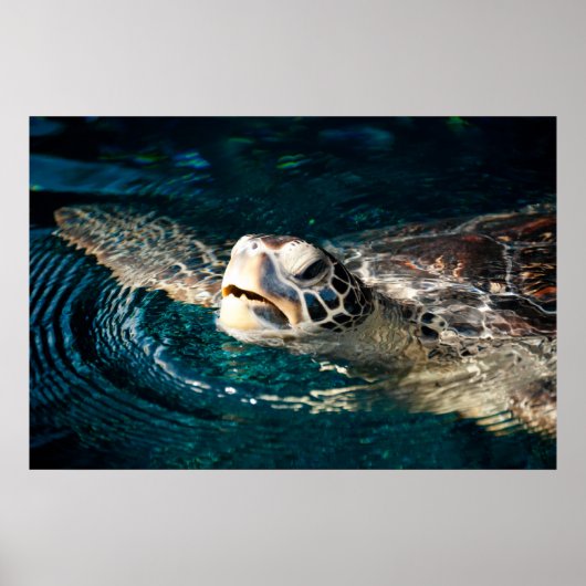Zee Turtle Poster (Voorkant)