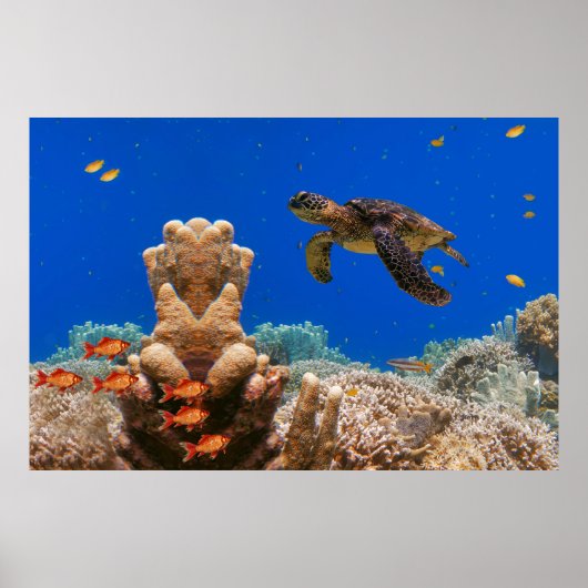 Zee Turtle Poster (Voorkant)