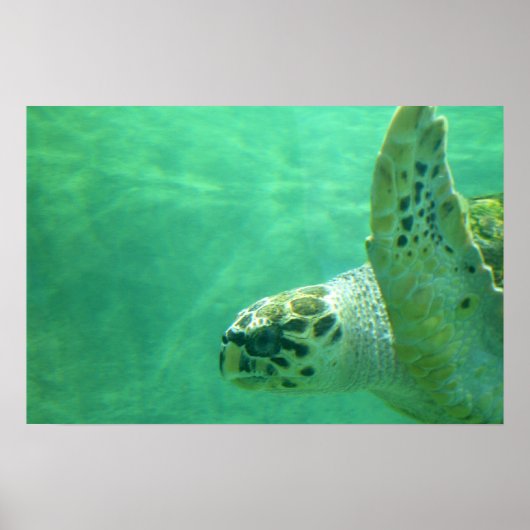 Zee Turtle Poster (Voorkant)