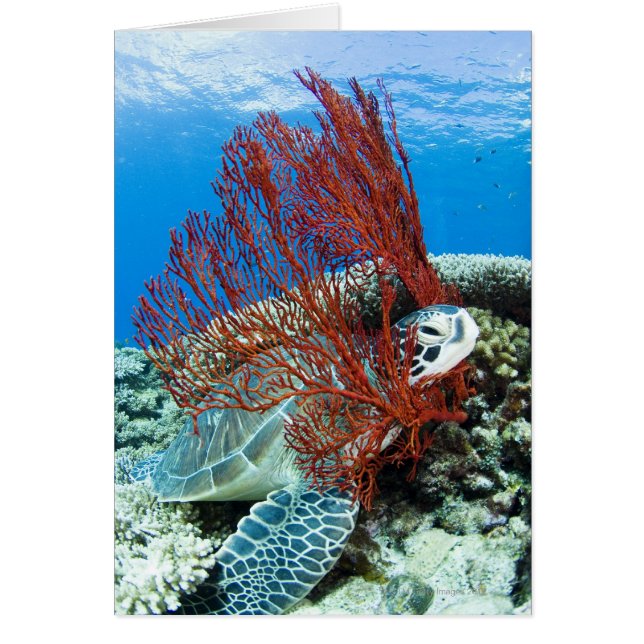 Zee Turtle Resting (Voorkant)