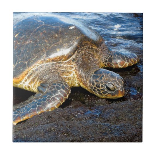 Zee Turtle Tegeltje (Voorkant)