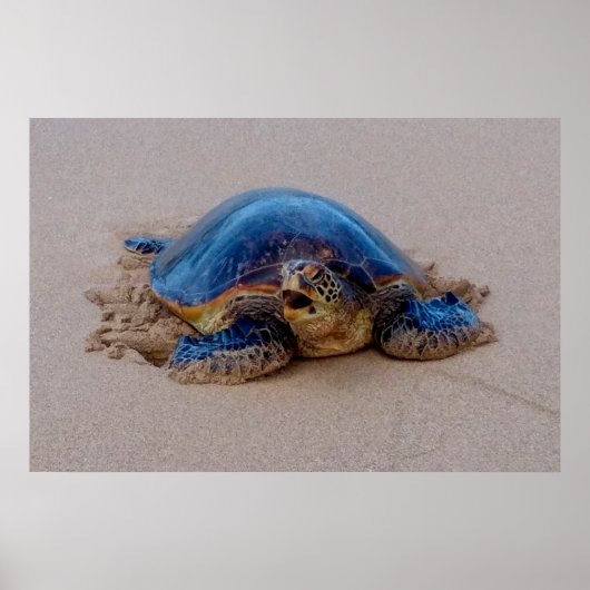 Zee Turtle Yawning Poster (Voorkant)