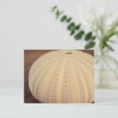 Zee Urchin Briefkaart (Staand voorkant)