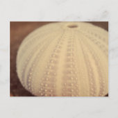 Zee Urchin Briefkaart (Voorkant)