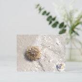 Zee Urchin in het Surf Briefkaart (Staand voorkant)