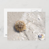 Zee Urchin in het Surf Briefkaart (Voorkant / Achterkant)