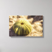 Zee Urchin op nat zeeen zand Canvas Print (Voorkant)