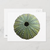 Zee Urchin Shell Briefkaart (Voorkant / Achterkant)
