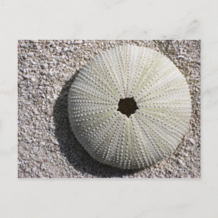 Zee Urchin Shell op het Zand Briefkaart