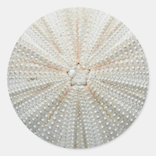 Zee Urchin Stickers (Voorkant)