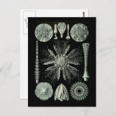 Zee Urchins Briefkaart (Voorkant / Achterkant)