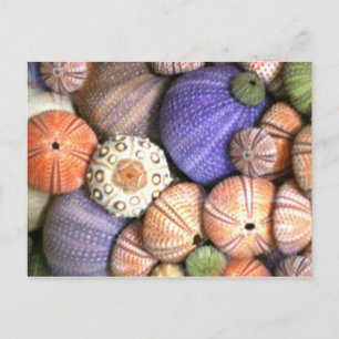 Zee Urchins Briefkaart