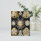 Zee Urchins Zanddollars van Ernst Haeckel Briefkaart (Staand voorkant)