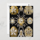 Zee Urchins Zanddollars van Ernst Haeckel Briefkaart (Voorkant / Achterkant)