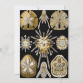 Zee Urchins Zanddollars van Ernst Haeckel Kaart (Voorkant)