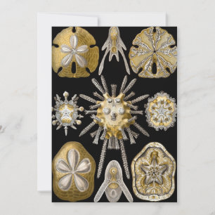 Zee Urchins Zanddollars van Ernst Haeckel Kaart