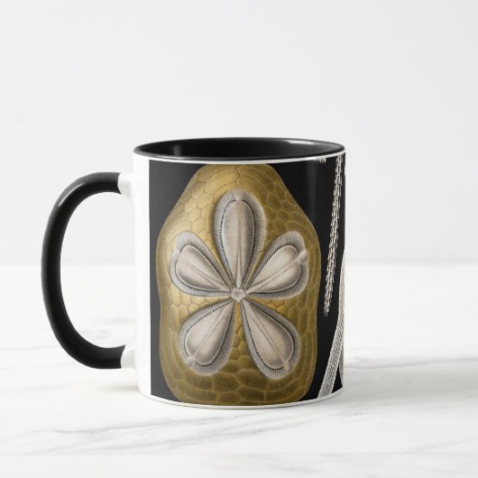 Zee Urchins Zanddollars van Ernst Haeckel Mok (Links)