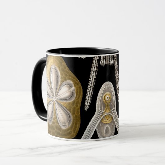 Zee Urchins Zanddollars van Ernst Haeckel Mok (Voorkant links)