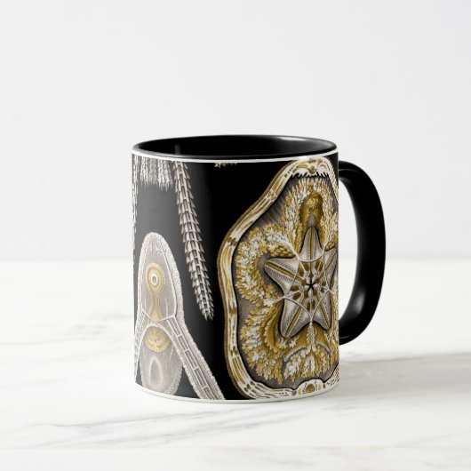  Zee Urchins Zanddollars van Ernst Haeckel Mok (Voorkant rechts)