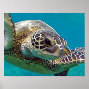 Zee van de Hawaii-eilanden Poster