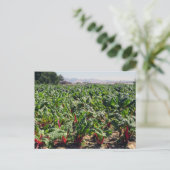 Zee van Organic Red Chard Briefkaart (Staand voorkant)
