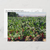 Zee van Organic Red Chard Briefkaart (Voorkant / Achterkant)