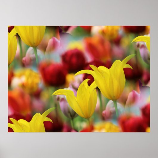 Zee van Tulpen Poster (Voorkant)