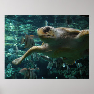 Zee voor Logger Head Poster