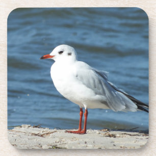 zee, water, meeuw, vogel, reizen, blauw, lucht, bier onderzetter