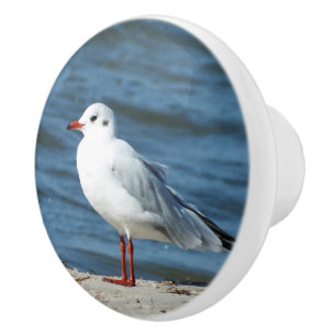 zee, water, zeemeeuw, vogel, reizen, blauw, lucht, keramische knop