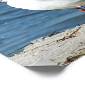 zee, water, zeemeeuw, vogel, reizen, blauw, lucht, poster (Hoek)