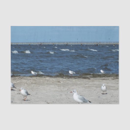 zee, water, zeemeeuw, vogel, reizen, blauw, lucht, tissuepapier (Voorkant)