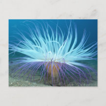 Zee Zee Anemone Briefkaart