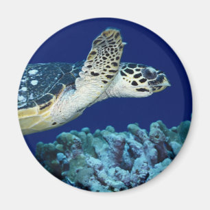 Zee - Zee schildpad Magneet