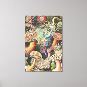 Zeeanemonen, Actiniae Seeanemonen Ernst Haeckel Canvas Afdruk