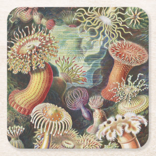 Zeeanemonen, Actiniae Zeeanemonen Ernst Haeckel Vierkante Kartonnen Onderzetter