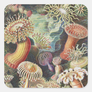 Zeeanemonen, Actiniae Zeeanemonen Ernst Haeckel Vierkante Sticker