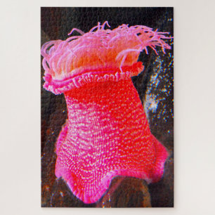 Zeeanemonen Legpuzzel