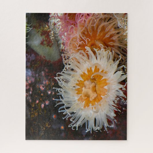 Zeeanemonen. Legpuzzel (Verticaal)
