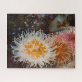 Zeeanemonen. Legpuzzel (Horizontaal)