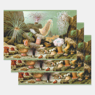 Zeeanemonen Marien Leven, Vintage Oceandieren Inpakpapier Vel