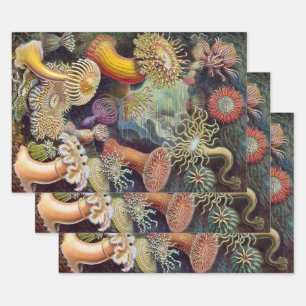 Zeeanemonen, Vintage Actiniae door Ernst Haeckel Inpakpapier Vel